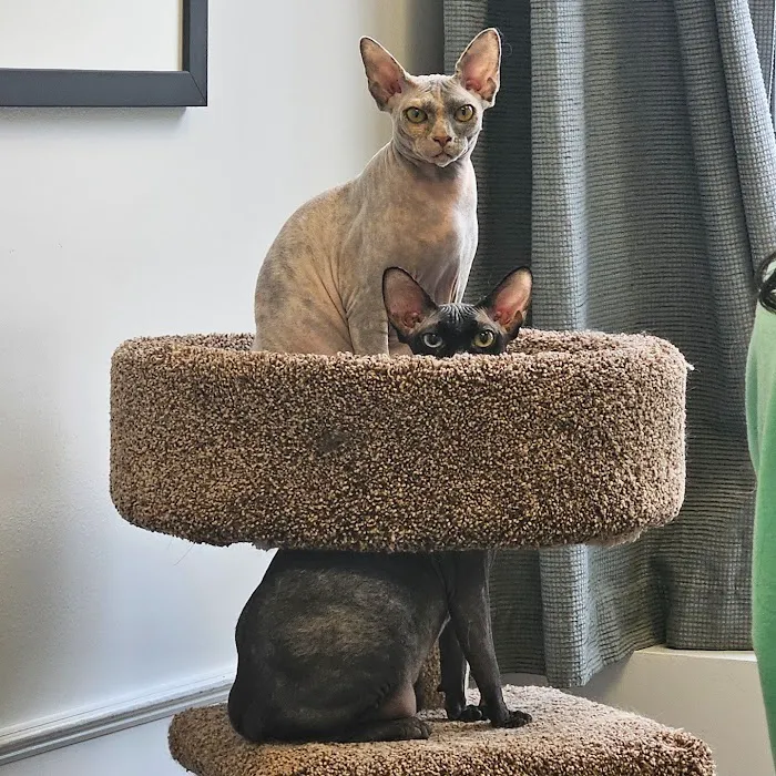 Cat Care of Vinings Picture 5