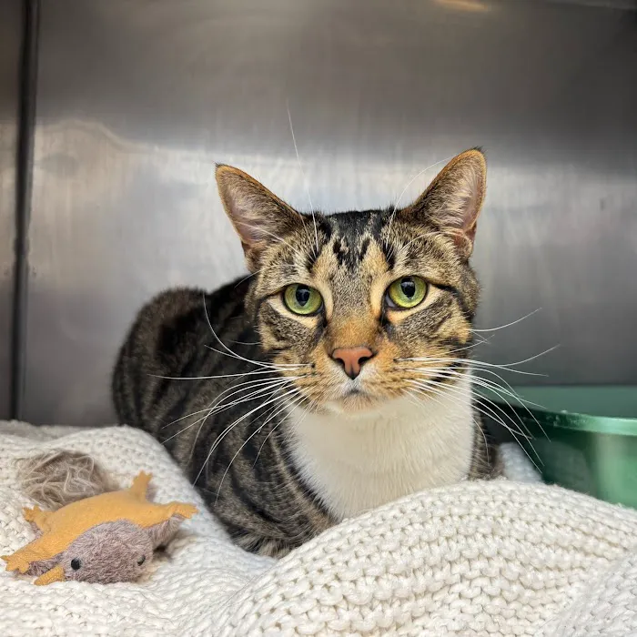 Cat Care of Vinings Picture 6