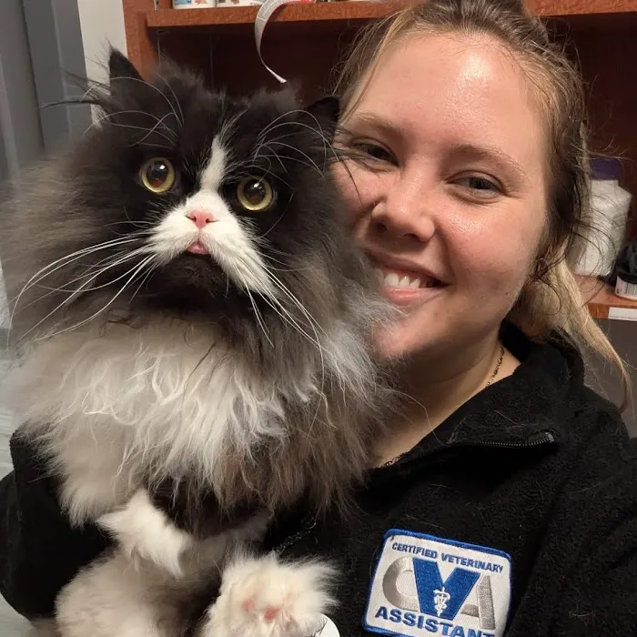 Cat Care of Vinings Picture 10