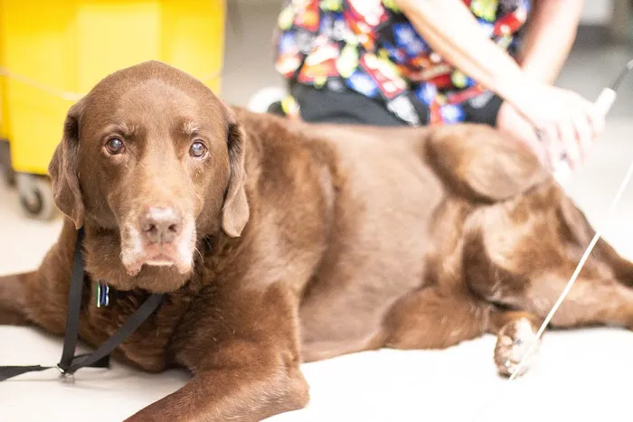 Hiram Animal Hospital Picture 5