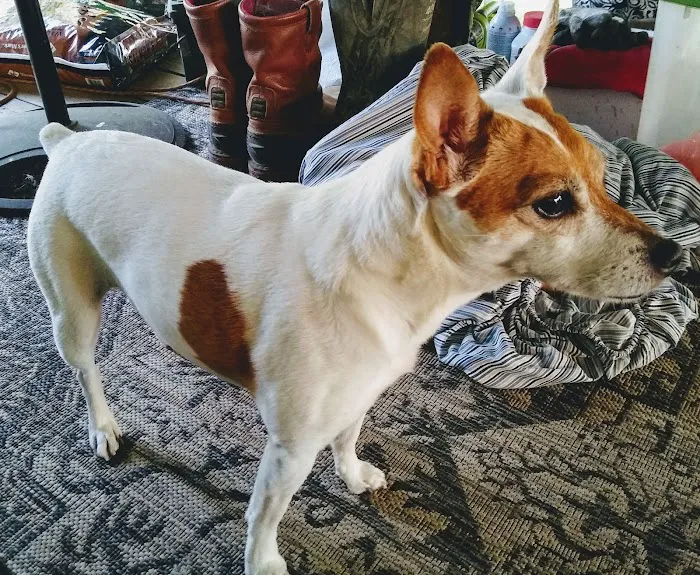 Hiram Animal Hospital Picture 6