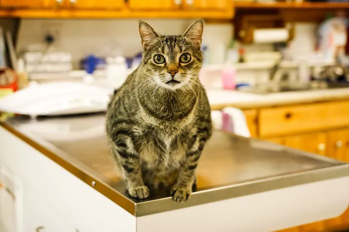 Hiram Animal Hospital Picture 7