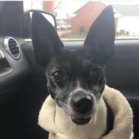 Paulding Animal Clinic ico