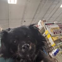 ProtectMyPet Vaccinations Clinic at Tractor Supply Co. ico