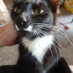 Koopman Mobile Veterinary Services