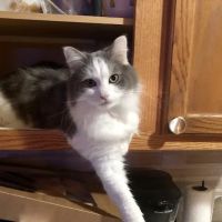 All Animal Care Dallas ico