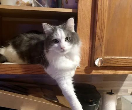 All Animal Care Dallas