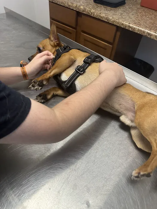 All Animal Care Dallas Picture 8