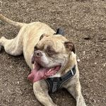 Bullard Animal Hospital