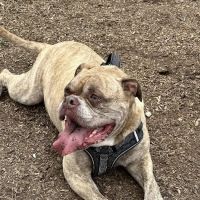 Bullard Animal Hospital ico