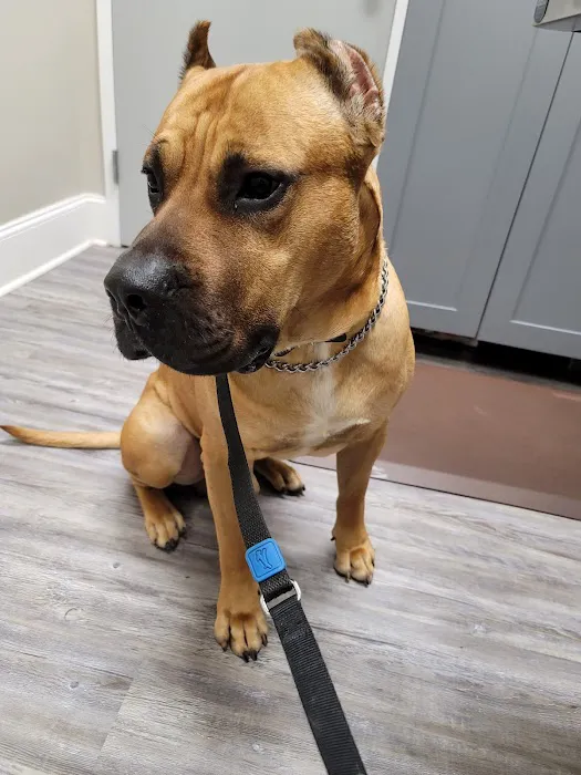 Bullard Animal Hospital Picture 6