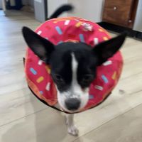 Bankhead Animal Hospital ico