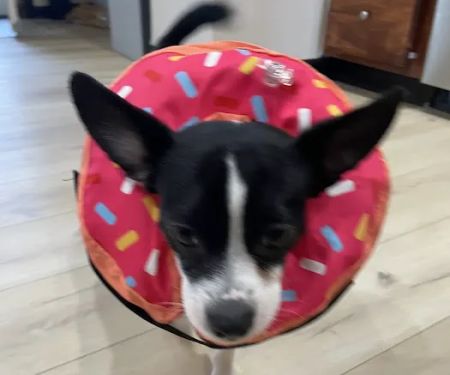 Bankhead Animal Hospital
