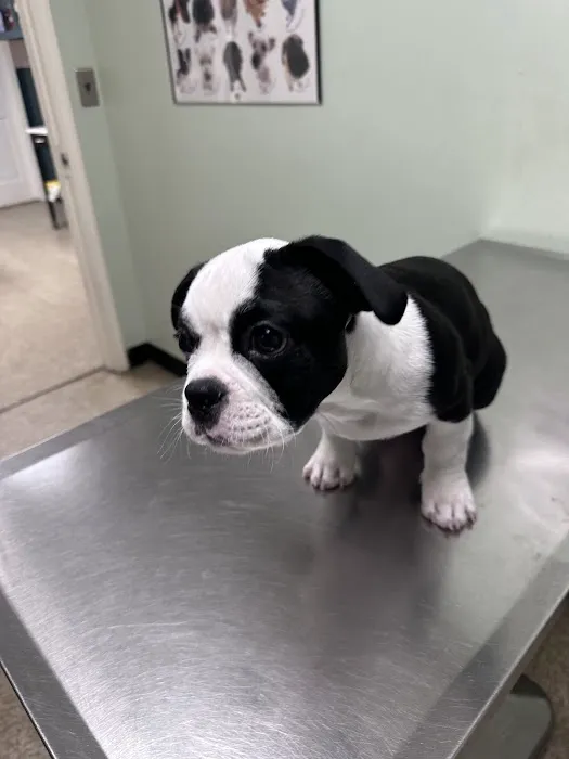 Bankhead Animal Hospital Picture 7