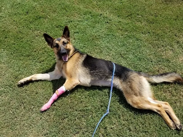 Community Animal Clinic Picture 4
