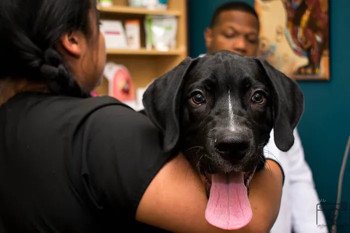 Community Animal Clinic Picture 1