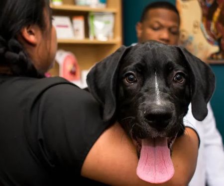 Community Animal Clinic