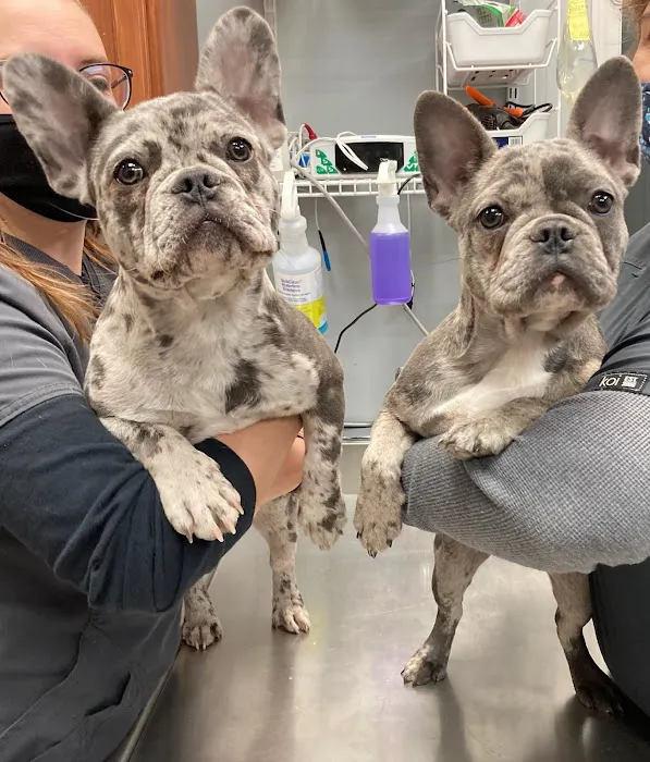 Community Animal Clinic Picture 9