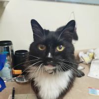 Whiteway Animal Hospital ico