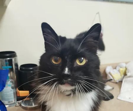 Whiteway Animal Hospital