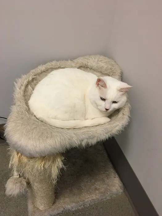 Peachtree Creek Animal Hospital Picture 2