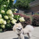 Peachtree Creek Animal Hospital