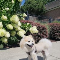 Peachtree Creek Animal Hospital ico