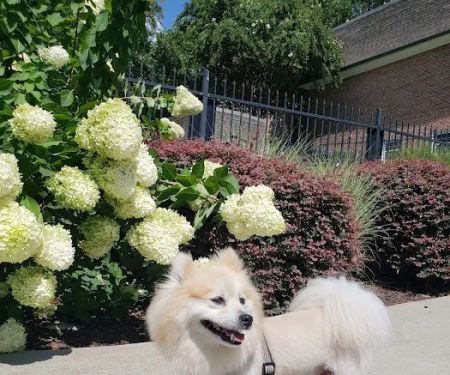 Peachtree Creek Animal Hospital
