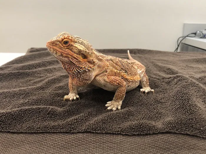 For Pet's Sake Picture 10