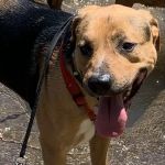 Saint Francis Veterinary Specialists and Emergency