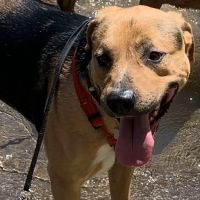 Saint Francis Veterinary Specialists and Emergency ico