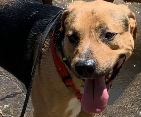 Saint Francis Veterinary Specialists and Emergency