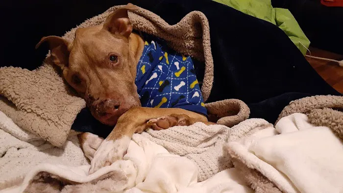 Saint Francis Veterinary Specialists and Emergency Picture 10