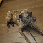 Banfield Pet Hospital