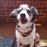 Thrive Pet Healthcare - Decatur