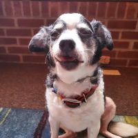 Thrive Pet Healthcare - Decatur ico