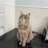 Peachtree Hills Animal Hospital ico