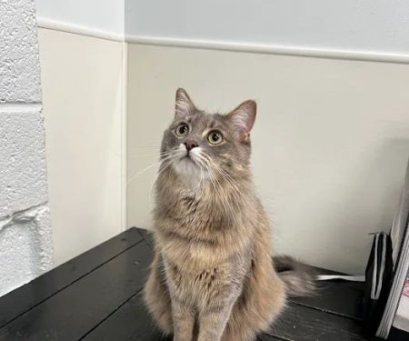 Peachtree Hills Animal Hospital