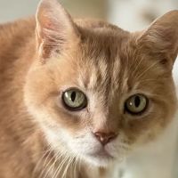 VCA Buckhead Animal Hospital ico
