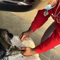 Jackson's Veterinary Services ico
