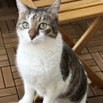 Soft Paws Animal Urgent Care and Emergency Clinic