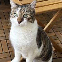 Soft Paws Animal Urgent Care and Emergency Clinic ico