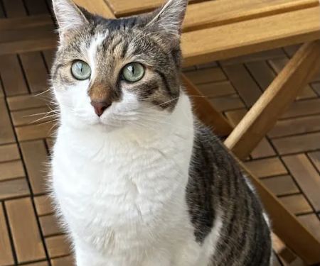 Soft Paws Animal Urgent Care and Emergency Clinic