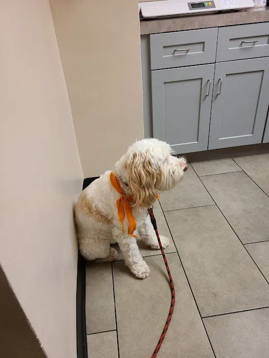 VCA Briarcliff Animal Hospital Picture 1