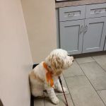 VCA Briarcliff Animal Hospital