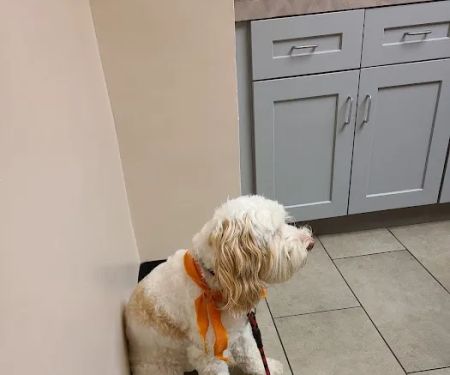 VCA Briarcliff Animal Hospital