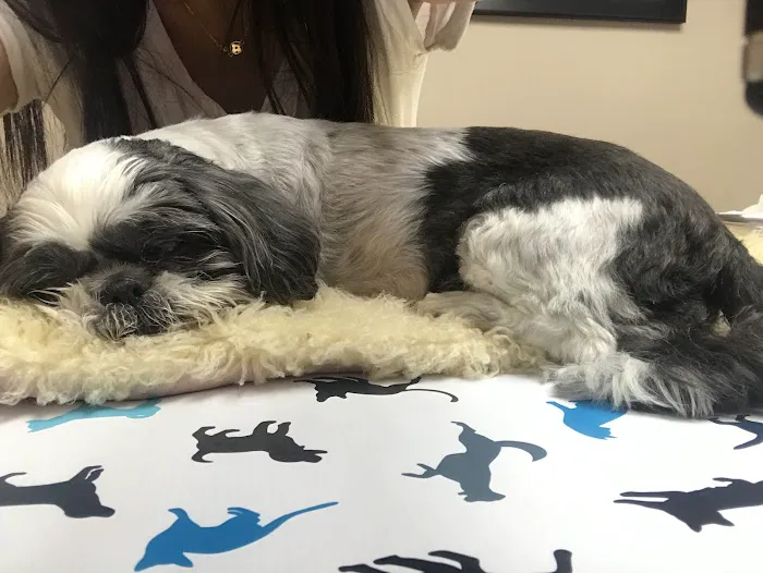 VCA Briarcliff Animal Hospital Picture 7