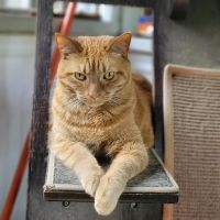 Clairmont Animal Hospital ico