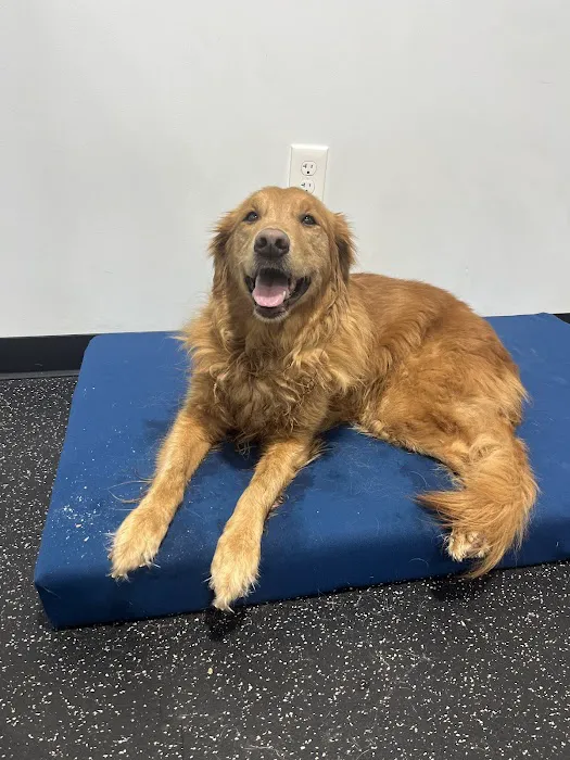 Resurgence Veterinary Mobility Picture 1
