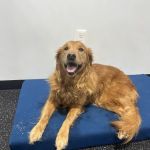 Resurgence Veterinary Mobility